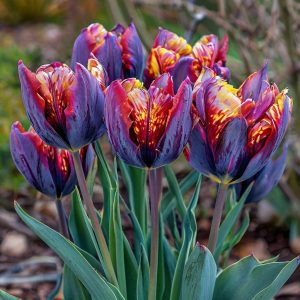 Тюльпан Опал Дрим купить по цене от 207р. в интернет-магазине «Посадика» с доставкой почтой в в Балейе и по всей России – [изображение №1].